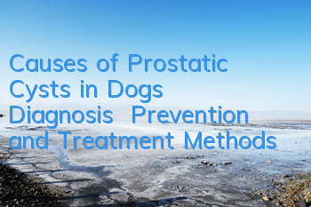 TCauses of Prostatic Cysts in Dogs | Diagnosis | Prevention and Treatment Methods