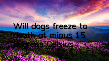 Will dogs freeze to death at minus 15 degrees Celsius?