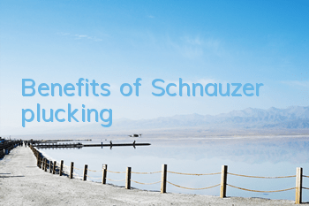 Benefits of Schnauzer plucking