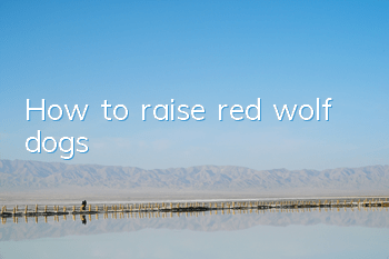 How to raise red wolf dogs