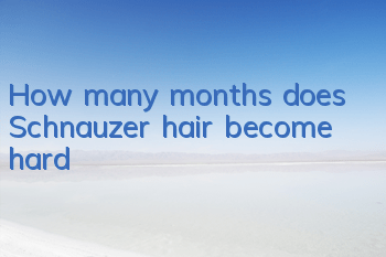 How many months does Schnauzer hair become hard?