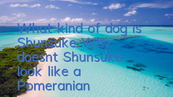 What kind of dog is Shunsuke? Why doesn’t Shunsuke look like a Pomeranian?