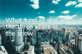 What kind of dog are the three idiots in the snow?