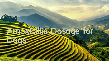 Amoxicillin Dosage for Dogs