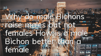 Why do male Bichons raise males but not females? How is a male Bichon better than a female?