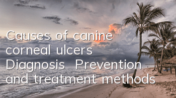TCauses of canine corneal ulcers | Diagnosis | Prevention and treatment methods