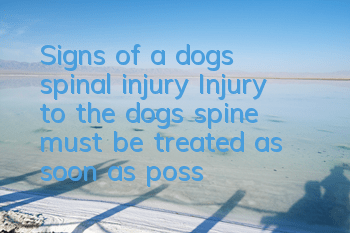 Signs of a dog’s spinal injury Injury to the dog’s spine must be treated as soon as possible!