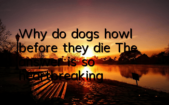 Why do dogs howl before they die? The answer is so heartbreaking