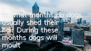 In what months do dogs usually shed their hair? During these months, dogs will moult!