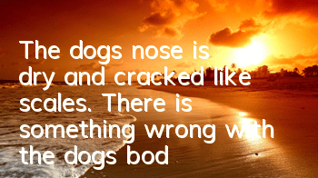 The dog's nose is dry and cracked like scales. There is something wrong with the dog's body.