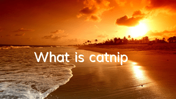 TWhat is catnip