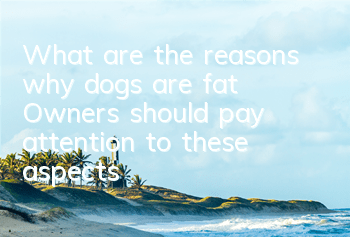 What are the reasons why dogs are fat? Owners should pay attention to these aspects