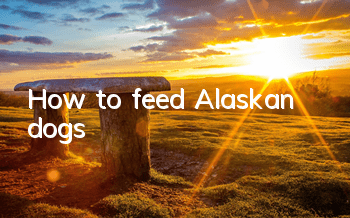 How to feed Alaskan dogs