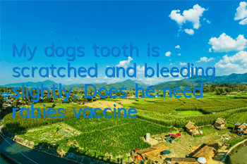 My dog’s tooth is scratched and bleeding slightly. Does he need rabies vaccine?