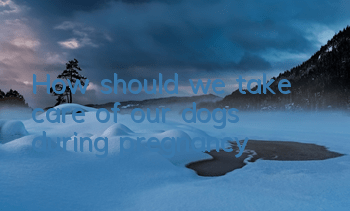 THow should we take care of our dogs during pregnancy?