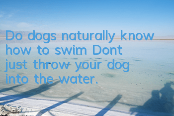 Do dogs naturally know how to swim? Don’t just throw your dog into the water.