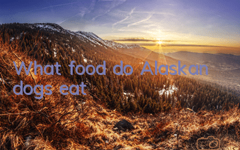 What food do Alaskan dogs eat?