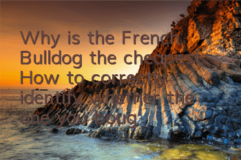 Why is the French Bulldog the cheapest? How to correctly identify whether the one you bought is too expensive?