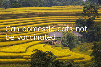 Can domestic cats not be vaccinated?
