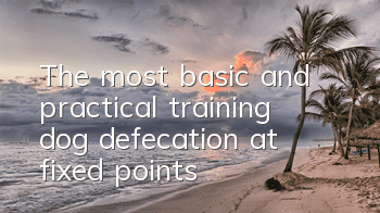 The most basic and practical training: dog defecation at fixed points