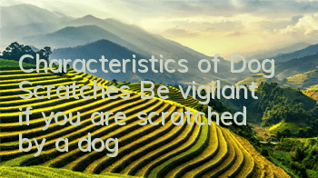 Characteristics of Dog Scratches: Be vigilant if you are scratched by a dog!