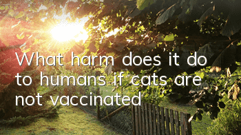 What harm does it do to humans if cats are not vaccinated?