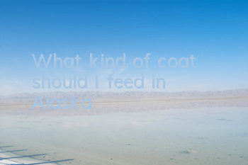 What kind of coat should I feed in Alaska?