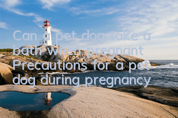 TCan a pet dog take a bath when pregnant? Precautions for a pet dog during pregnancy