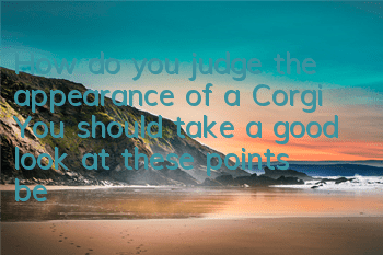 How do you judge the appearance of a Corgi? You should take a good look at these points before choosing a Corgi!