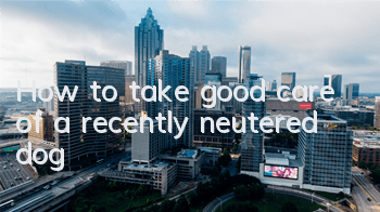 How to take good care of a recently neutered dog?