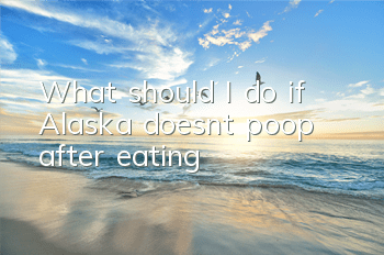 What should I do if Alaska doesn’t poop after eating?