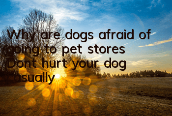 Why are dogs afraid of going to pet stores? Don’t hurt your dog casually