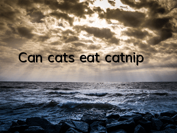 TCan cats eat catnip?