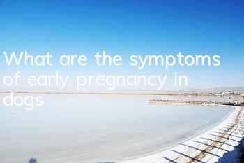 TWhat are the symptoms of early pregnancy in dogs?