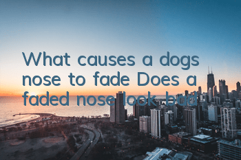 What causes a dog’s nose to fade? Does a faded nose look bad?