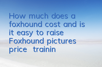 How much does a foxhound cost and is it easy to raise? Foxhound pictures | price | training