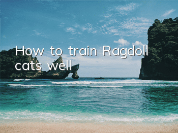 How to train Ragdoll cats well