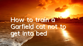 How to train a Garfield cat not to get into bed