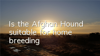 Is the Afghan Hound suitable for home breeding?