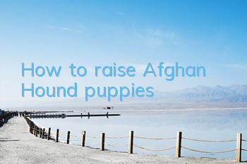 How to raise Afghan Hound puppies