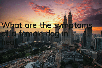 What are the symptoms of a female dog in heat?