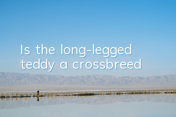 Is the long-legged teddy a crossbreed?