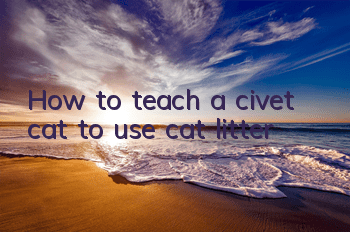How to teach a civet cat to use cat litter