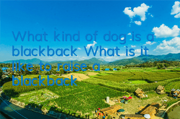 What kind of dog is a blackback? What is it like to raise a blackback?
