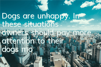 Dogs are unhappy. In these situations, owners should pay more attention to their dogs’ mood.