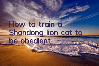 How to train a Shandong lion cat to be obedient