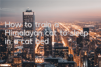 How to train a Himalayan cat to sleep in a cat bed