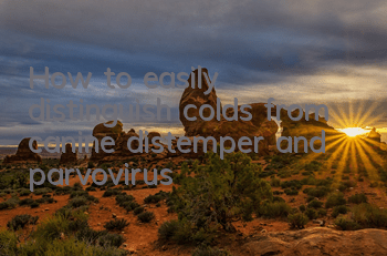 THow to easily distinguish colds from canine distemper and parvovirus