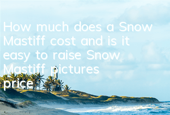 How much does a Snow Mastiff cost and is it easy to raise? Snow Mastiff pictures | price | training