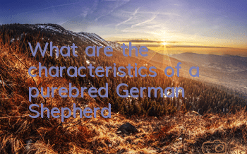 TWhat are the characteristics of a purebred German Shepherd?